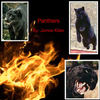 Panthers - Nature Photo Book