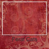 Pictures of Feral Cats - Nature Photo Book