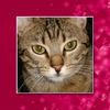 My Baby Boy Akira!! - Family Photo Book