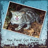 The Feral Cat Project - Nature Photo Book