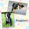 Puppies! - Nature Photo Book