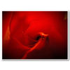 Flowers - Nature Photo Book