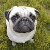 Meet Isolda - The Pug - Nature Photo Book