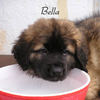 Bella - Nature Photo Book