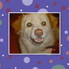 lovely dogs - Pets Photo Book
