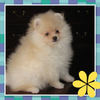 MY PETS - Pets Photo Book