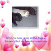 LOVE ALL ANIMALS!!!!!!!!!!! - Pets Photo Book