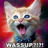 Lolcats - Nature Photo Book