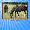 Droles de races  - Travel Photo Book