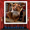 hamster - Pets Photo Book