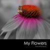 Portfolio Theme Book - Nature Photo Book