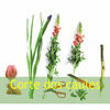Arte Floral - Técnicas  de Corte dos caules