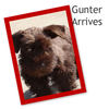My New Puppy - Education Photo Book