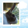 mo - Pets Photo Book