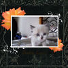 Barbie - Pets Photo Book
