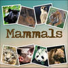 Mammals - Education Photo Book