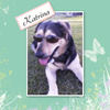 Katrina - Pets Photo Book