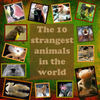 The 10 strangest animals in the world - Nature Photo Book