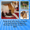 Durga Puppies - Pets Photo Book