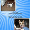Dog Tales - Pets Photo Book