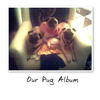  My Pugs - Pets Photo Book
