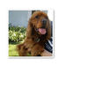 Joey May 2009 (Angels Under Our Wings) - Pets Photo Book
