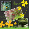 Plants - Education Photo Book