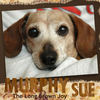Murphy Sue - Pets Photo Book