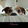 Checco (Copy) - Pets Photo Book