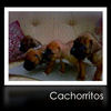 Cachorritos - Pets Photo Book