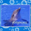 Dolphins - Pets Photo Book