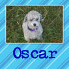 Oscar mania - Pets Photo Book