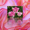 art - Nature Photo Book