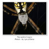 The world of macro - Nature Photo Book