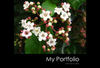Portfolio Theme Book - Interests Photo Book