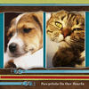 Pet - Pets Photo Book