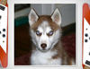 LADY SHEBA - Pets Photo Book
