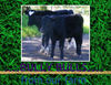 Bullie Bulls  - Pets Photo Book
