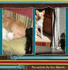 Cats and Dogs - Pets Photo Book