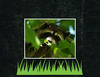 Racoons - Nature Photo Book
