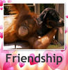 Friendship - Nature Photo Book