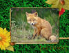 Last Cover - Nature Photo Book