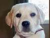 Jasmine - Pets Photo Book