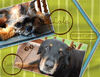 Turbo & Lola - Pets Photo Book
