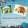 The cutest Puppies in world - Pets Photo Book