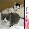 Feral Cat Sample - Nature Photo Book