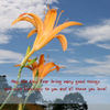 新年快樂 - Holiday Photo Book
